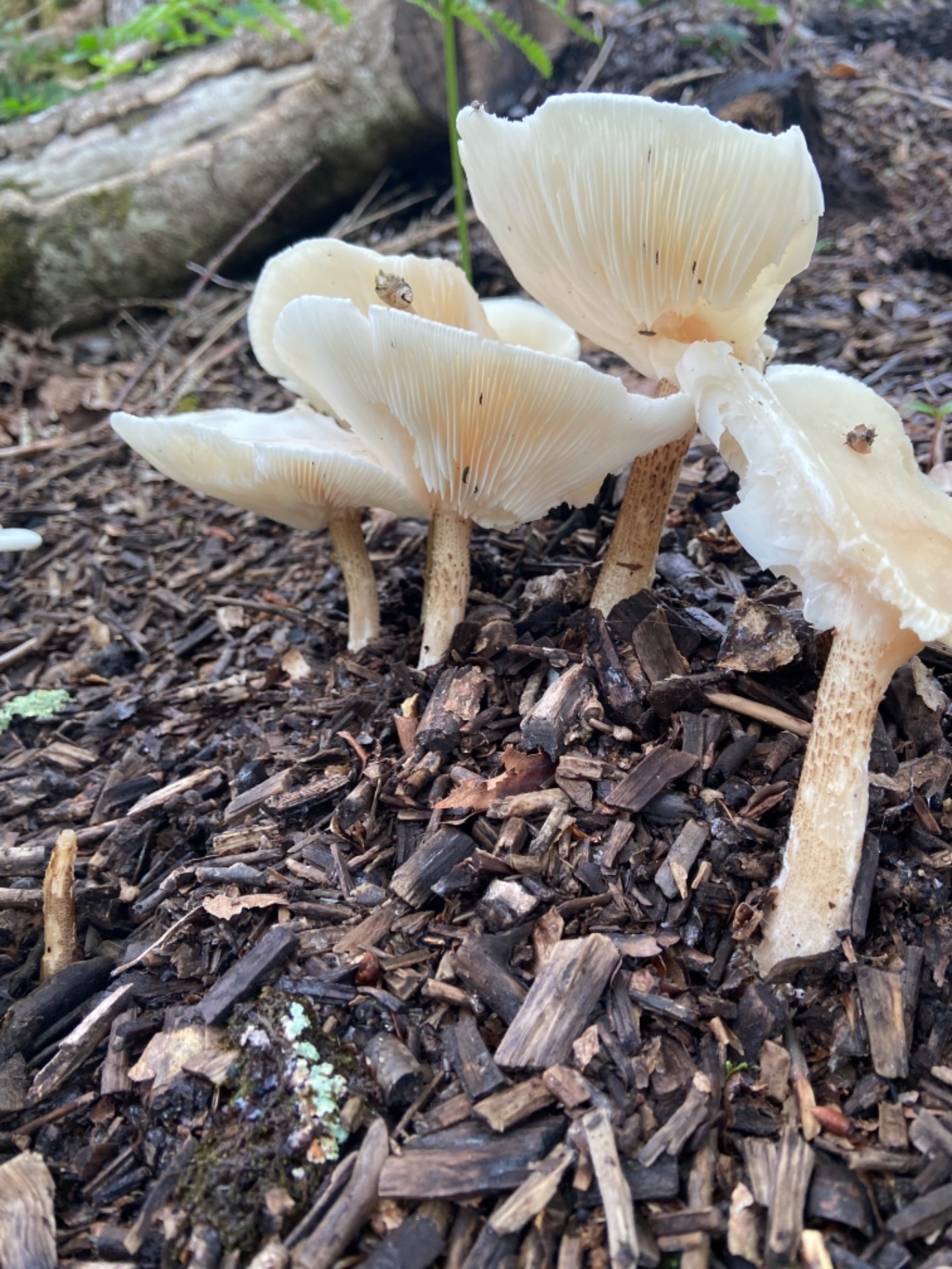 Fragrant Funnel (Clitocybe fragrans)