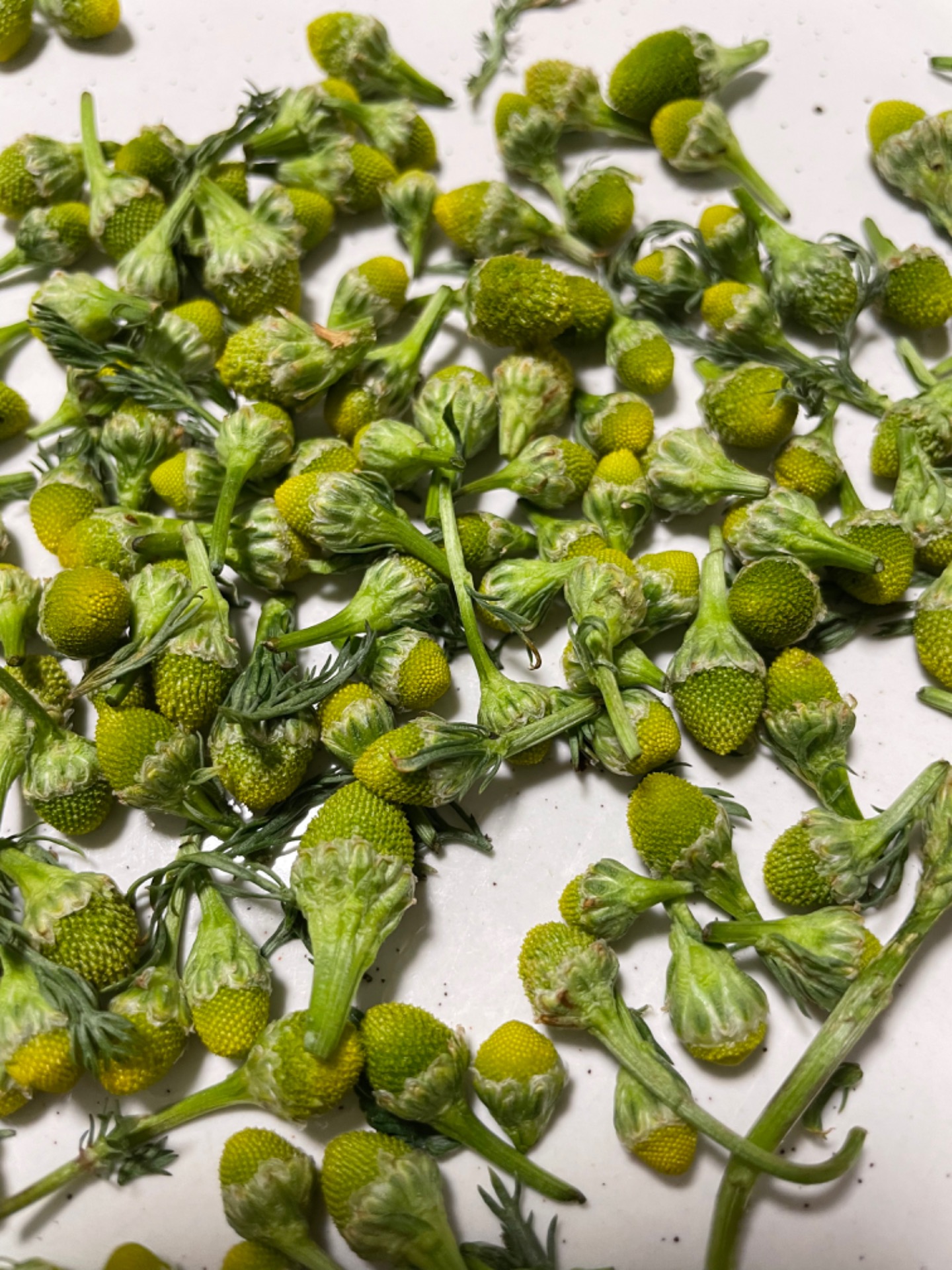 For the best flavour I just pick the heads, no leaves and then dry them at room temperature before storing in a jam jar.